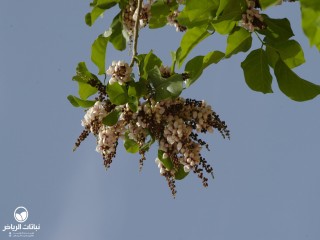 image name