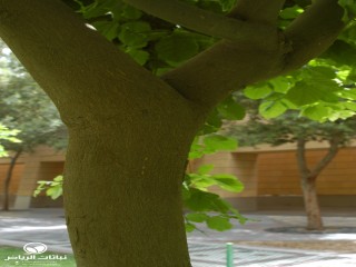 image name