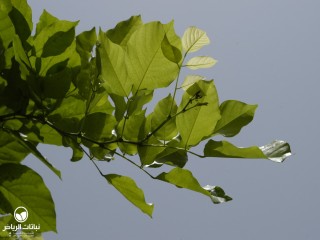 image name