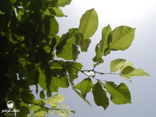 image name
