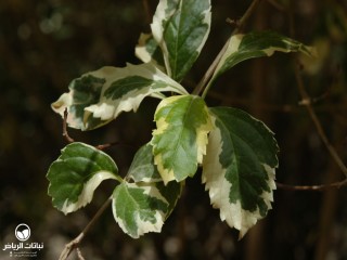 image name