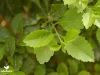 image name