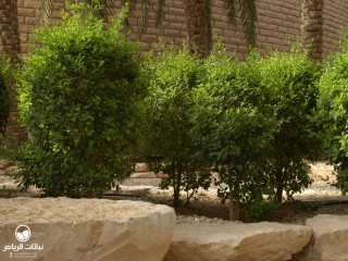 image name