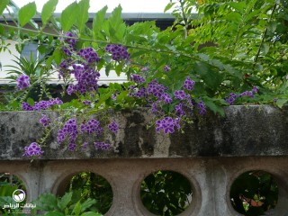 image name