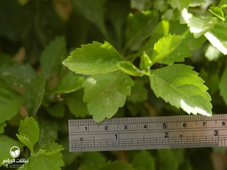image name