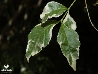 image name
