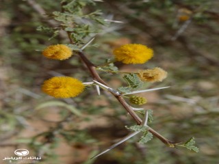 image name