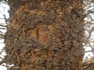 image name