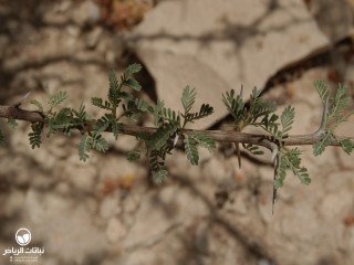 image name