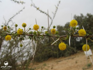 image name