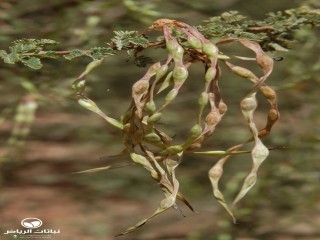 image name