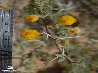 image name