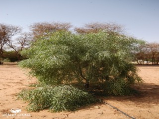 image name