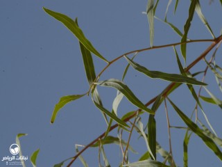 image name