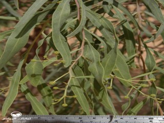 image name