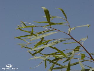 image name