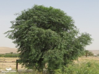 image name