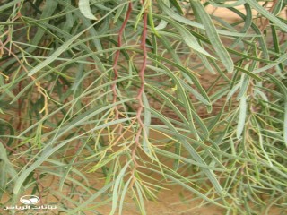 image name