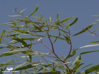 image name