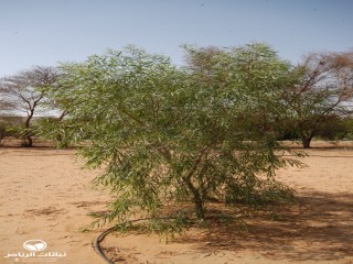 image name