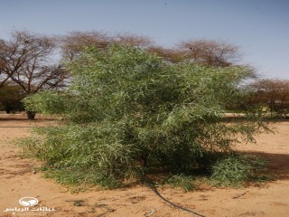 image name