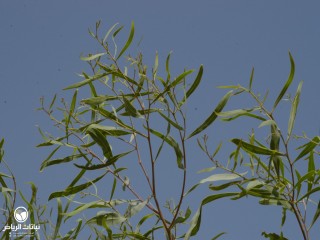 image name