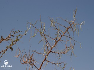 image name