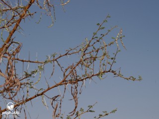 image name