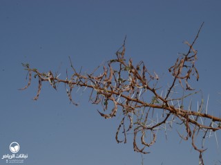 image name