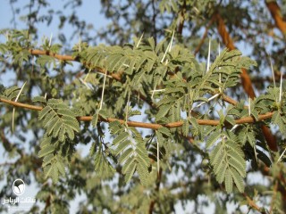 image name