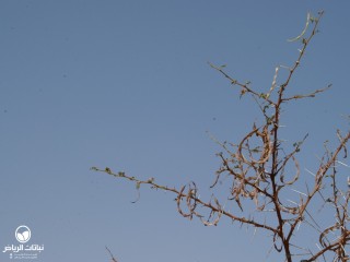 image name