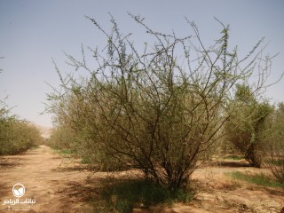 image name