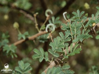 image name