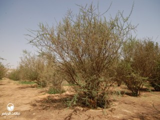 image name
