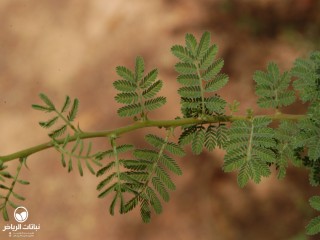image name