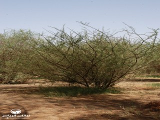 image name