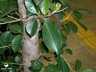 image name