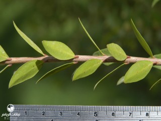 image name