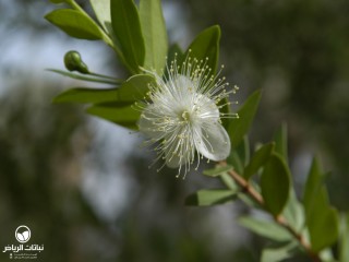 image name