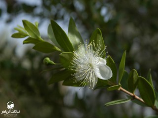 image name