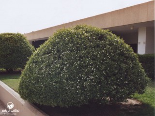 image name