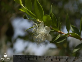 image name