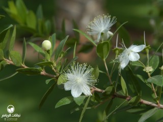 image name
