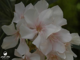 image name