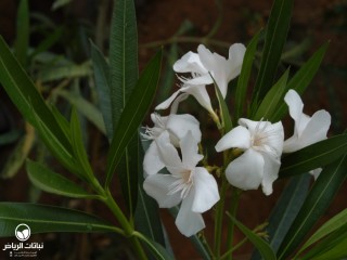 image name