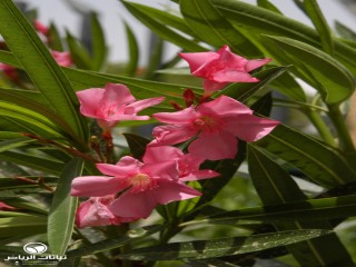 image name