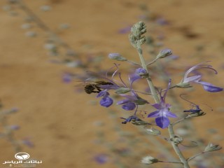 image name