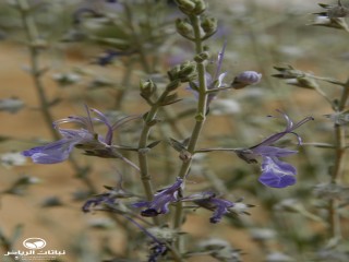 image name