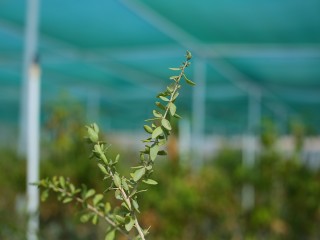 HADY2270.JPG
