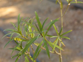 HADY3032.JPG